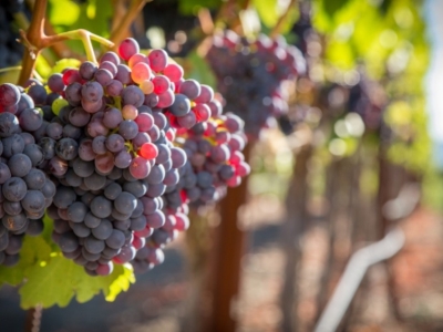 Qu'est ce qu'un vin de cépage ? 